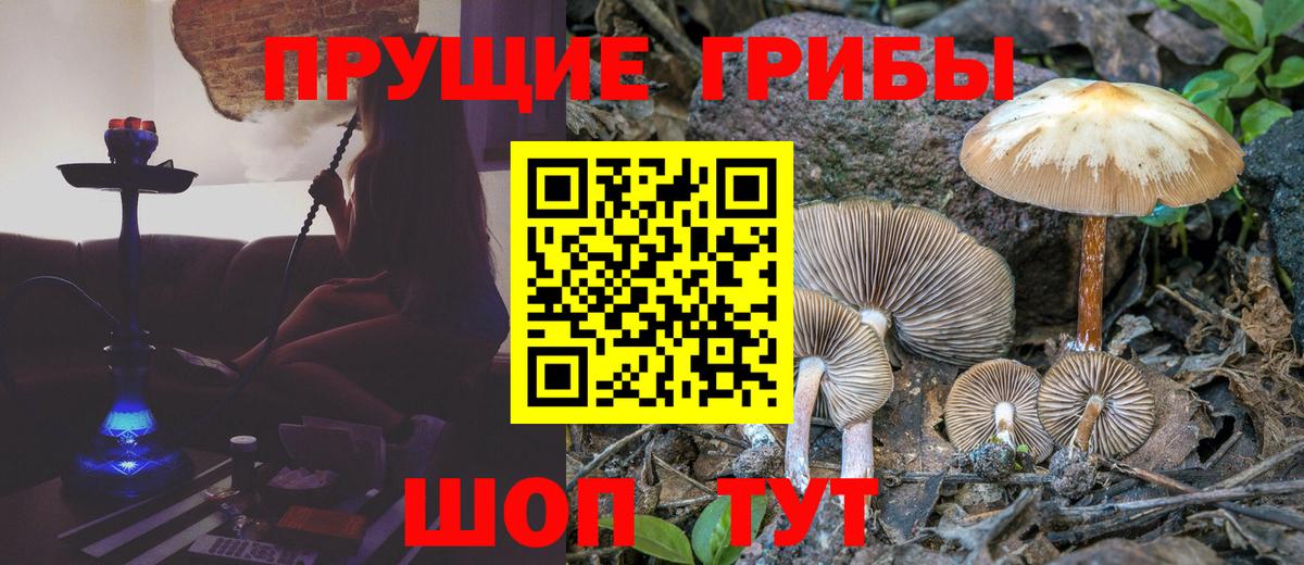 Галлюциногенные грибы Psilocybine cubensis Коммунар
